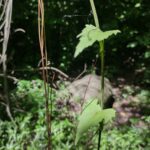 Liana Cortina de Cielo