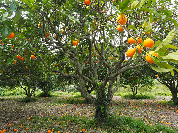 En nuestro país las primeras plantas enfermas fueron detectadas en la provincia de Misiones en el año 2012.