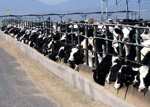 “Nuestra investigación se centra en el estudio de los efluentes de feedlot, sus impactos sobre el ambiente, su tratamiento, y las posibilidades de reutilización”, explica Santiago Fleite.