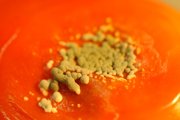 Especies de hongos pertenecientes a los géneros Aspergillus, Penicillium, Alternaria y Fusarium son las más importantes como contaminantes de alimentos. Las dos primeras causan el deterioro de alimentos durante su almacenamiento y los dos últimas son patógenos de plantas, que causan la contaminación y consecuente acumulación de toxinas en la etapa de precosecha. Foto: Diana Martinez Llaser