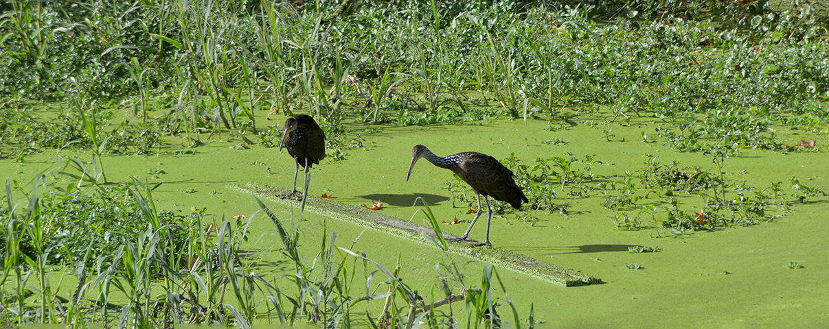 Carau (Aramus guarauna)